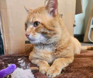 Orange Tabby Cat For Adoption in Perris CA