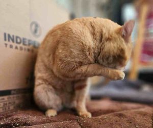 Orange Tabby Cat For Adoption in Perris CA