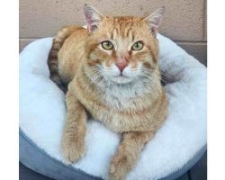 Orange Tabby Cat For Adoption In Perris CA