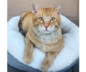 Orange Tabby Cat For Adoption in Perris CA