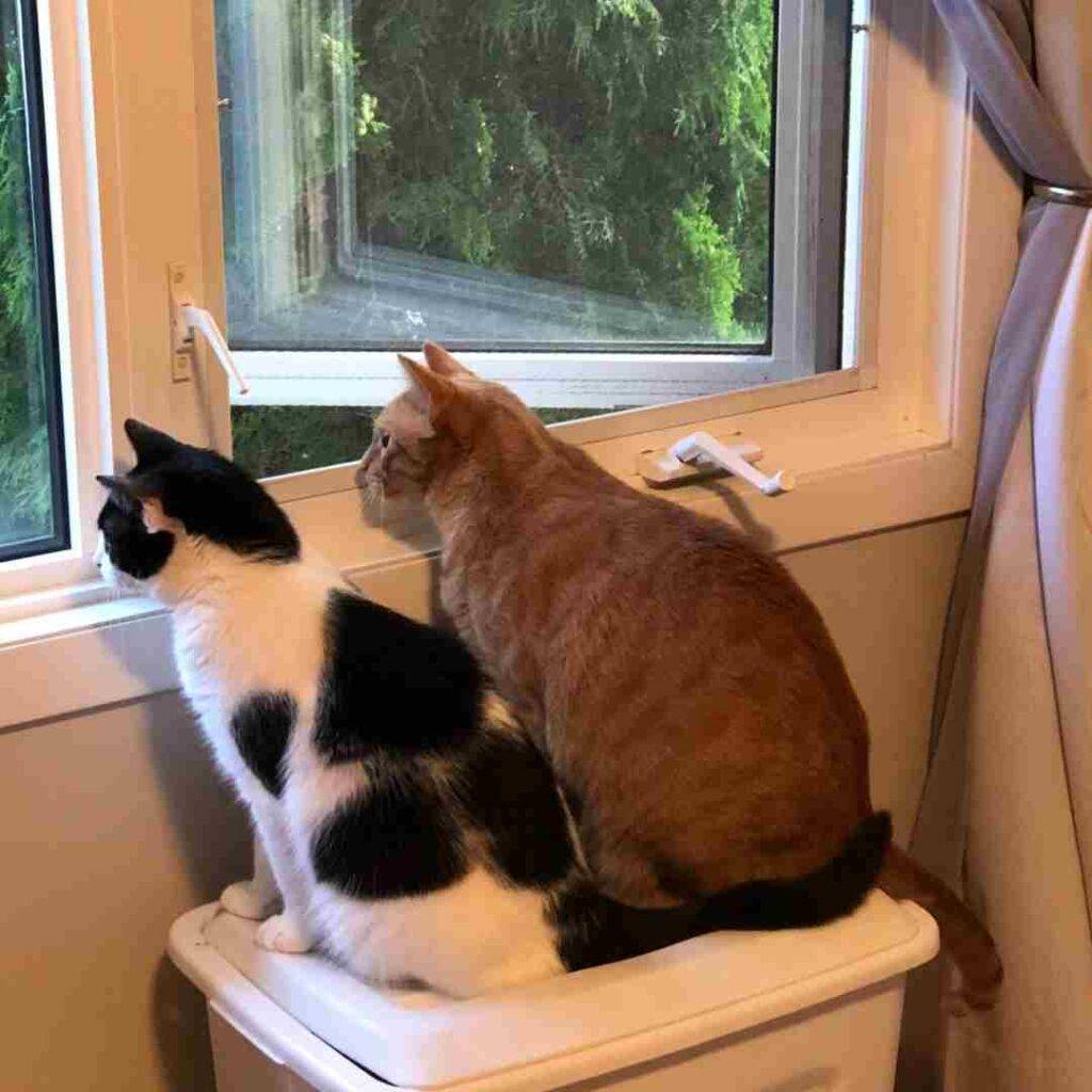Orange tabby cat and black and white tuxedo cat adopted in edmonton ab 1