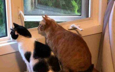 Adopted – bonded orange tabby and tuxedo cats in edmonton ab – mcnulty and kima