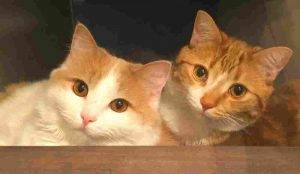 Bonded orange tabby cats for adoption in calgary ab – adopt bingo and captain