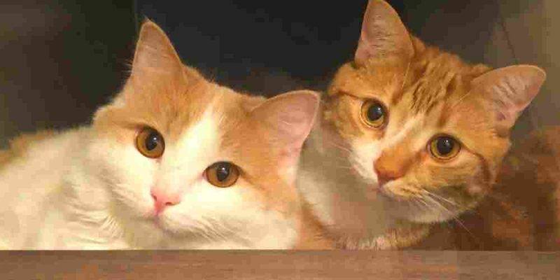 Bonded Orange Tabby Cats For Adoption In Calgary AB – Adopt Bingo And Captain