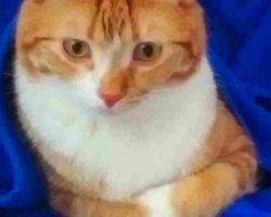 Orange Tabby Cats For Adoption In Calgary 1