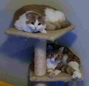 Orange tabby cats for adoption in calgary 1