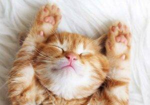 Orange tabby kitten