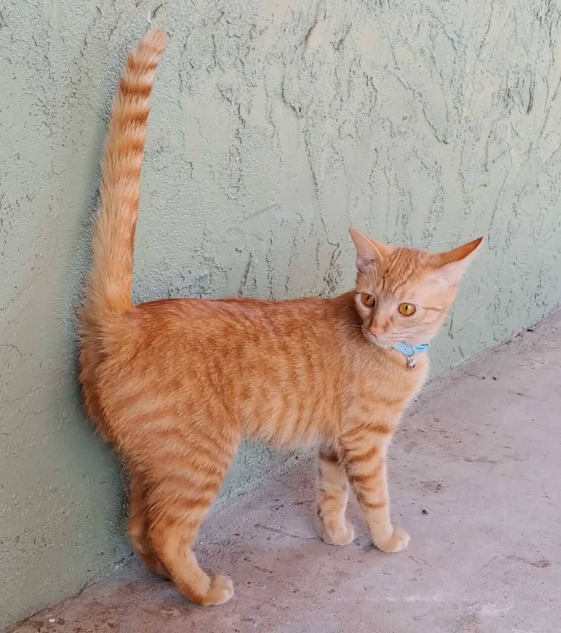 Orange Tabby Kitten For Adoption in El Cajon CA – Meet Ginger