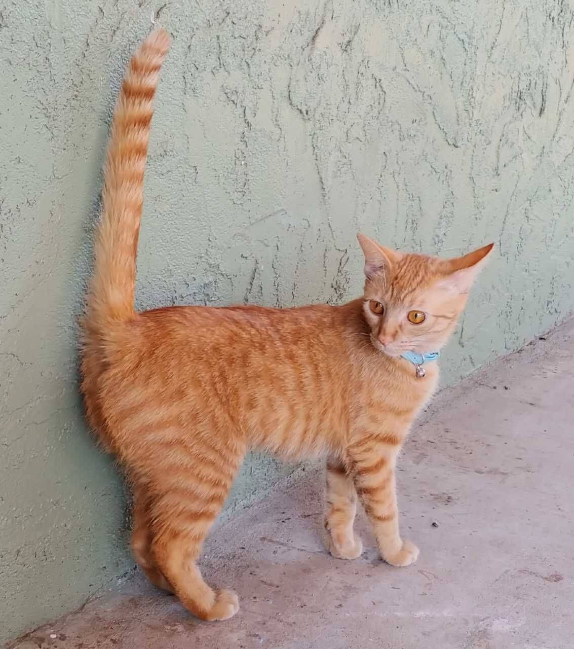 types of tabby cats colors