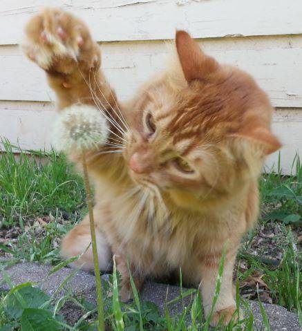 Rehomed Pumpkin Gorgeous Ginger Maine Coon Mix Cat Las