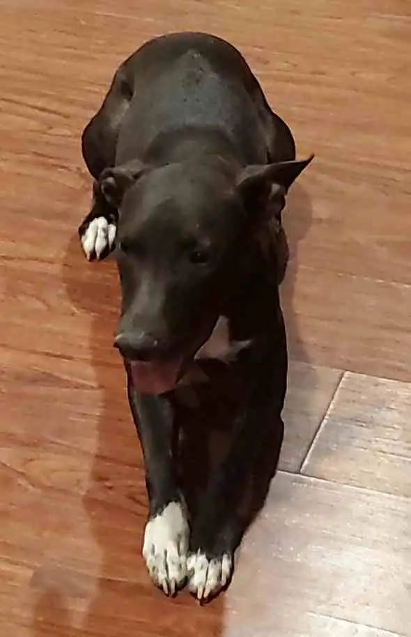 Imperial CA Oreo Labrador Retriever Mix Dog For Adoption