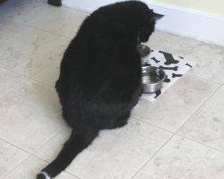 Oreo - black and white tuxedo cat for adoption in bristow va 2
