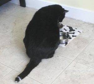 Oreo - black and white tuxedo cat for adoption in bristow va 2