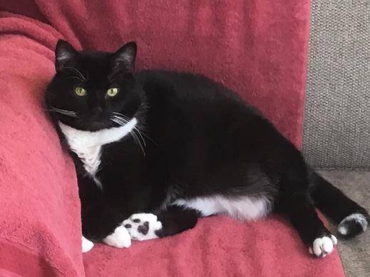 black and white tuxedo cat