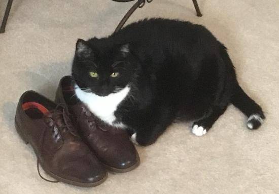 Oreo - black and white tuxedo cat for adoption in bristow va 7