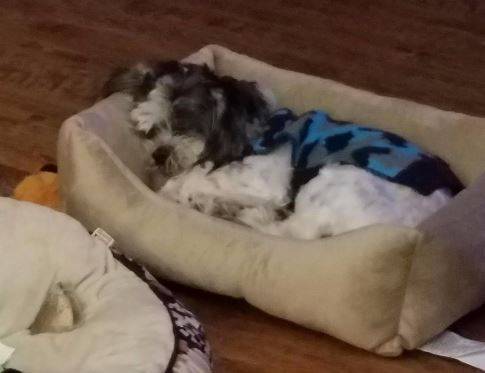 Oreo - shih tzu puppy for adoption in san antonio texas 4
