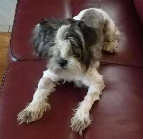 Oreo - shih tzu puppy for adoption in san antonio texas 4
