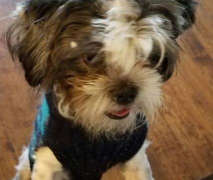 Oreo - Shih Tzu Puppy For Adoption in San Antonio Texas