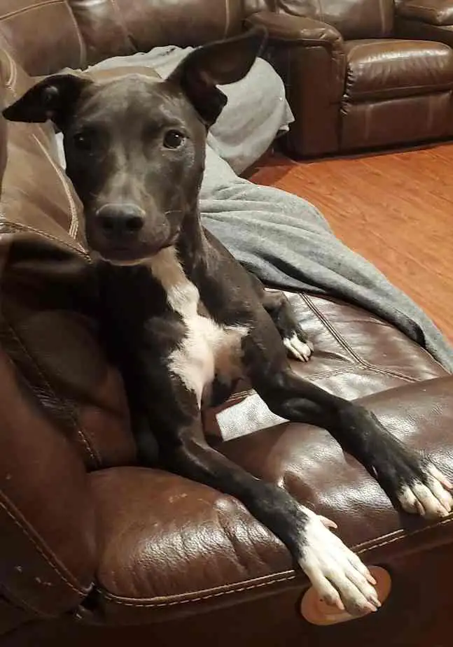 Oreo black lab pitbull mix adoption Imperial ca