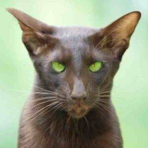 Oriental Shorthair Cat image