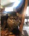 Oscar Long Hair Tabby Cat Adoption Edmonton