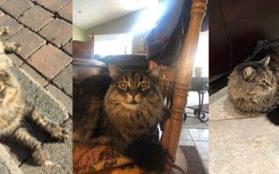 Sweet Country Longhaired Tabby Cat For Adoption in Sturgess AB – Supplies Included – Adopt Oscar