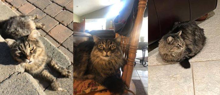 Oscar Long Hair Tabby Cat Adoption Edmonton