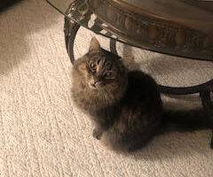 Oscar long haired brown tabby cat adoption edmonton ab 5