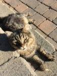 Oscar Long Haired Brown Tabby Cat Adoption Edmonton AB 5