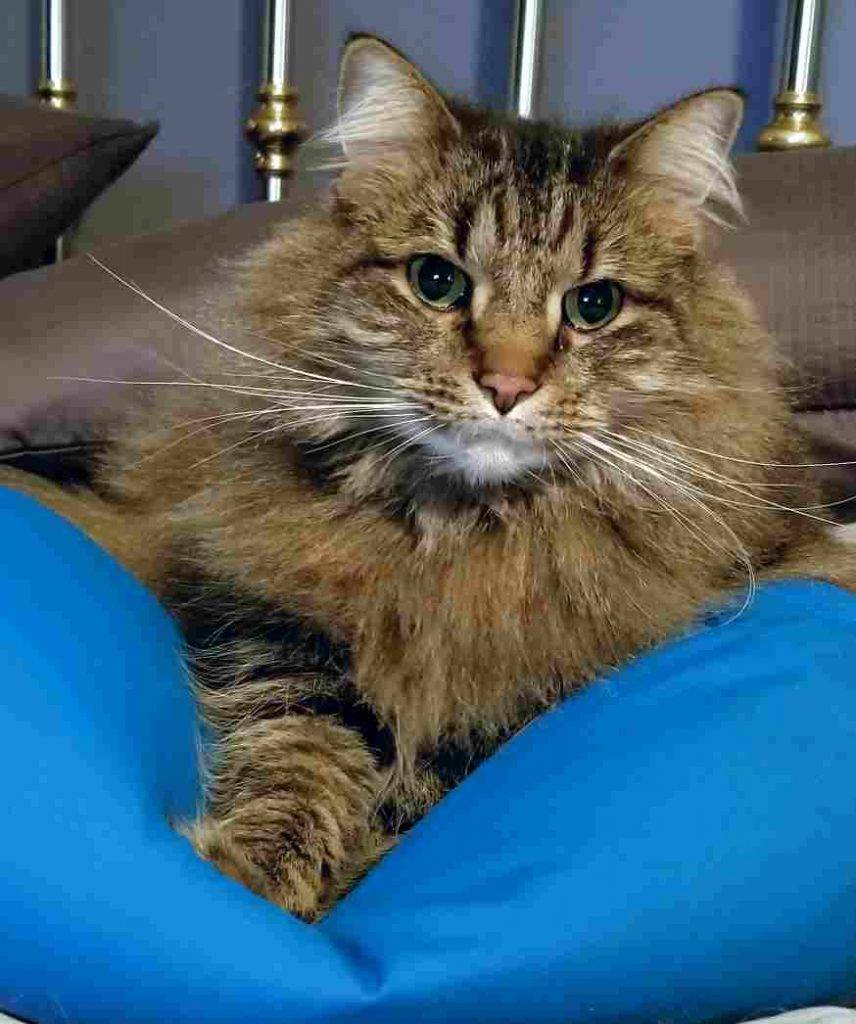 Declawed Maine Coon Cat For Private Adoption Gaithersburg Maryland Adopt Oscar Mayer