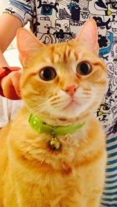 Purebred scottish fold cat for adoption in houston – oskar – 6 yo orange tabby female