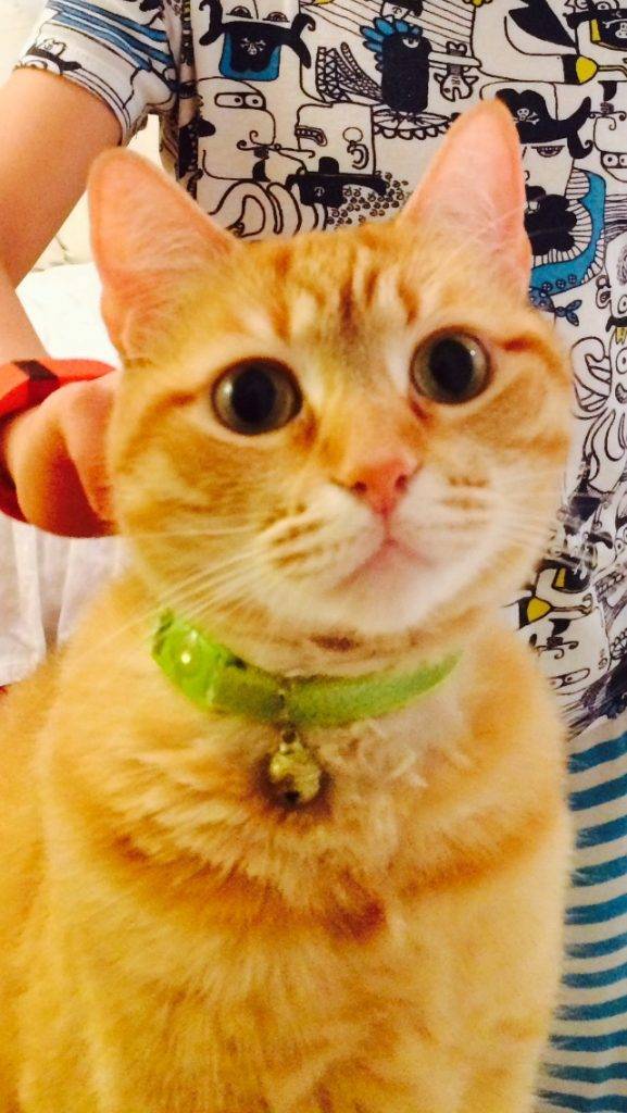 Purebred Scottish Fold Cat For Adoption In Houston Oskar 6 Yo Orange Tabby Female