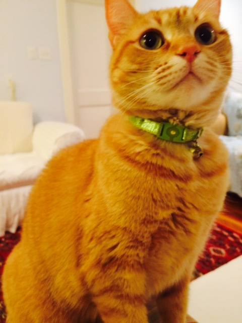 Purebred Scottish Fold Cat For Adoption in Houston - Oskar ...
