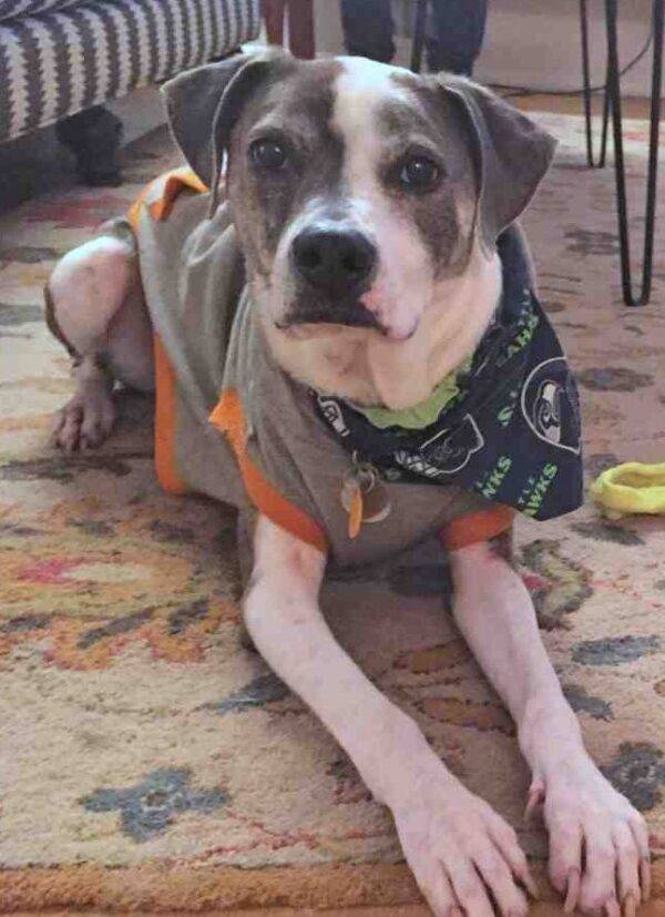 Pocket Pitbull (Chihuahua Pitbull Mix) For Private Adoption in Issaquah