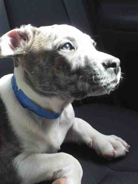 Othello chihuahua american pit bull terrier pocket pitbull for private adoption seattle wa 16
