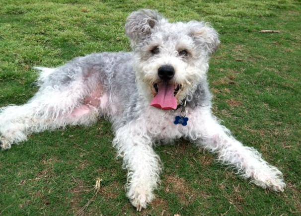 Adorable Schnoodle Mix For Adoption in Austin Texas – 4 YO Male Fixed, Shots Healthy – Adopt Otis Today!