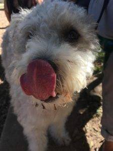 Otis schnoodle mix dog for adoption in austin texas 1