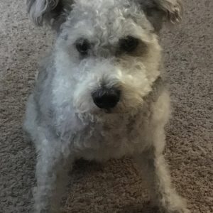 Adorable Schnoodle Mix For Adoption in Austin Texas - 4 YO Male Fixed ...