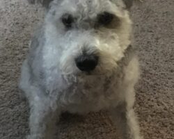 Otis schnoodle mix dog for adoption in austin texas 1