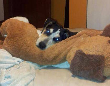 Ox-blue-tick-coon-hound-for-adoption-in-chicago-2
