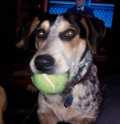 Ox-blue-tick-coon-hound-for-adoption-in-chicago-3