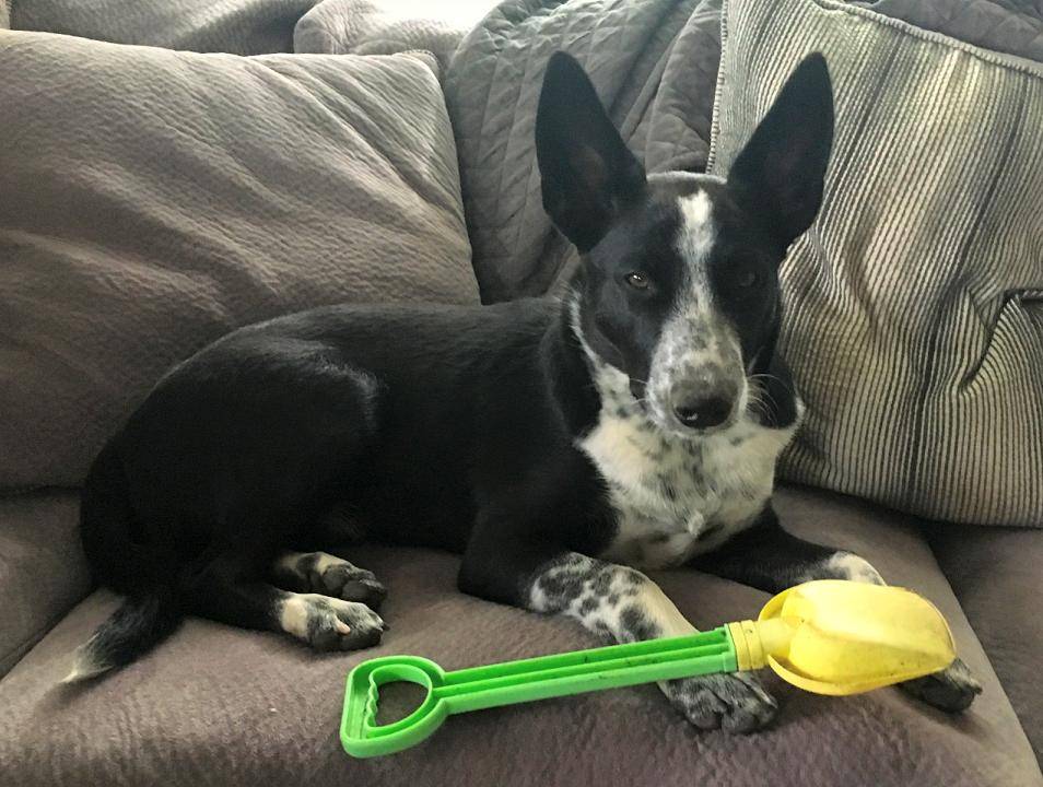 Ozzy - mcnab herding dog australian cattle dog mix puppy for adoption seattle wa 8