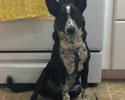Ozzy - mcnab herding dog australian cattle dog mix puppy for adoption seattle wa 8