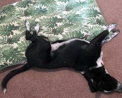 Ozzy - mcnab herding dog australian cattle dog mix puppy for adoption seattle wa 8