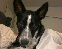 Ozzy - mcnab herding dog australian cattle dog mix puppy for adoption seattle wa 8