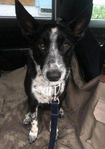 Awesome mcnab herding australian cattle dog mix for adoption seattle wa – all supplies included