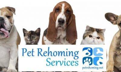 Winnipeg pet rehoming services – find your pet a good home safely