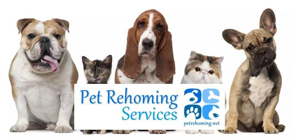 Cat rehoming services throughout washington