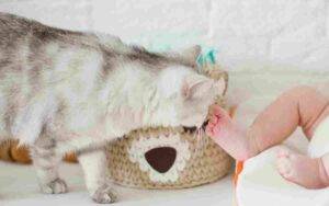 Cat sniffs babies foot tentatively