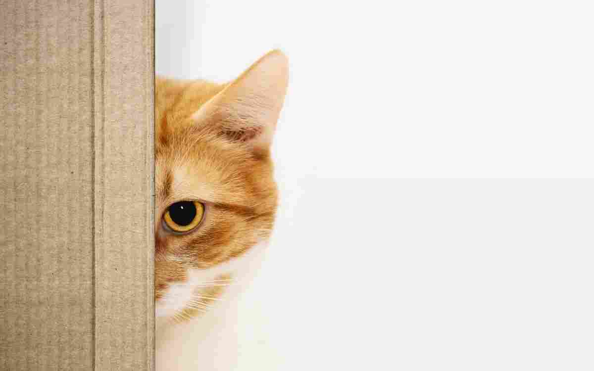 Orange cat peeks out from behind a door